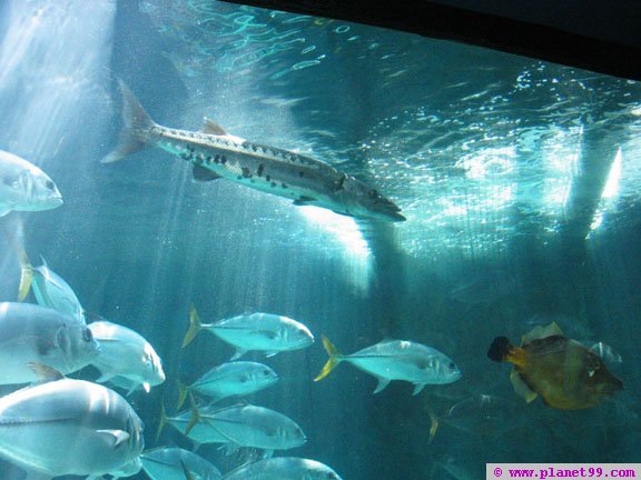 Bermuda Aquarium and Zoo , Flatts, Bermuda